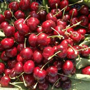 Cherries early lory Cherries early lory