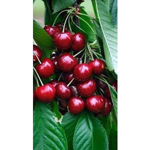 Cherries Trees Van Cherries Trees Van