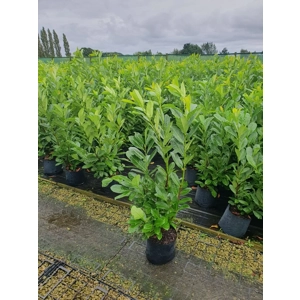 Laurel Hedging Laurel Hedging