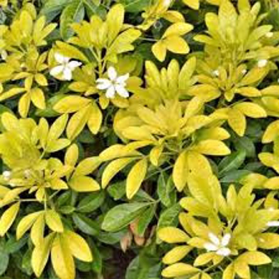 Choisya Ternata Brica