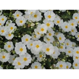 Cistus Corbariensis Cistus Corbariensis