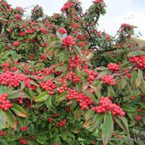 Cotoneaster Wat Rothschildianus Cotoneaster Wat Rothschildianus