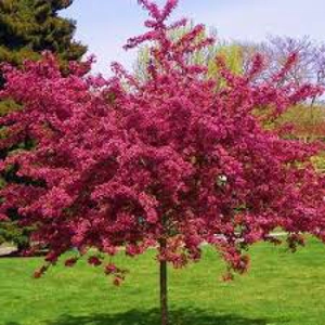 Crataegus laevigata 'Pauls Scarlet' Crataegus laevigata 'Pauls Scarlet'