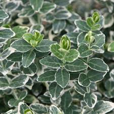 Euonymus Emerald Gaiety