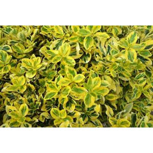 Euonymus Emerald Gold Euonymus Emerald Gold