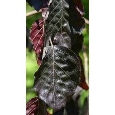 Fagus Syl. Black Swan