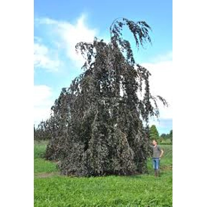 Fagus Syl. Black Swan Fagus Syl. Black Swan