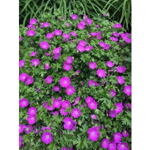 Geranium Max Frei Geranium Max Frei