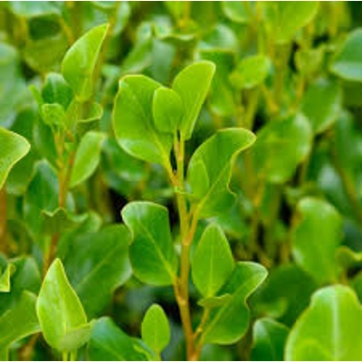 Griselinia Hedging