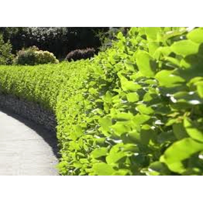 Griselinia Hedging