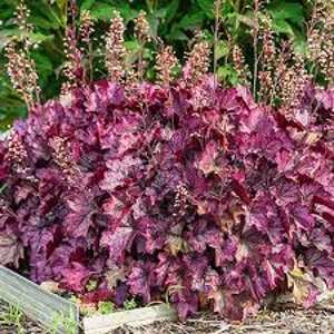 Heuchera Palace Purple Heuchera Palace Purple