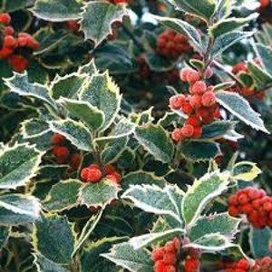 Ilex aq Argentea Marginata Ilex aq Argentea Marginata