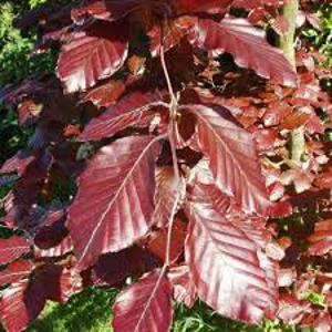 Copper Beech Hedging Copper Beech Hedging