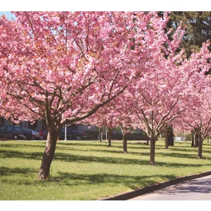 Kwanzan pink cherry  tree
