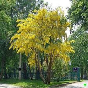 Laburnum Anagyroides Yellow Rocket Laburnum Anagyroides Yellow Rocket