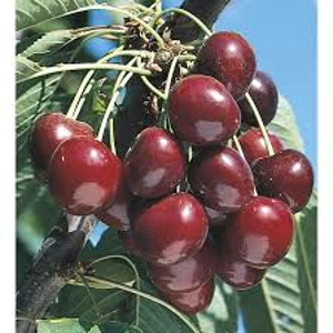 Lambert Cherries Tree Lambert Cherries Tree