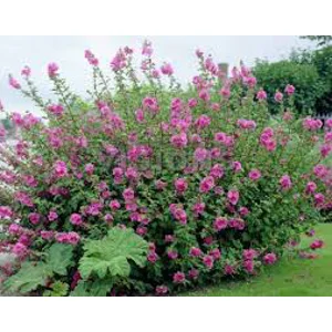 Lavatera Burgundy Wine
