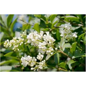 ligustrum Hedging ligustrum Hedging