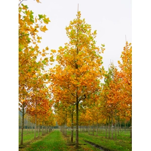 Liriodendron Tulipifera Liriodendron Tulipifera