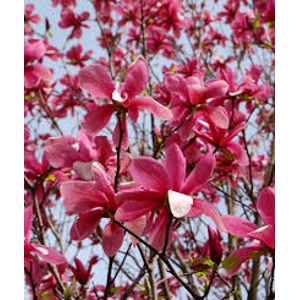 Magnolia Galaxy Magnolia Galaxy