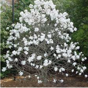Magnolia stellata 'Royal Star' Magnolia stellata 'Royal Star'