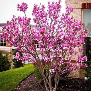 Magnolia Susan Magnolia Susan
