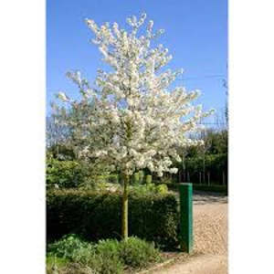 Malus Evereste Malus Evereste