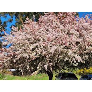 Malus Floribunda Malus Floribunda
