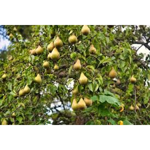 Pear Williams' Bon Chrétien Pear Williams' Bon Chrétien