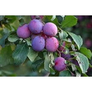 Plum Tree Stanley Plum Tree Stanley