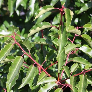 portuguese laurel portuguese laurel