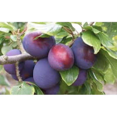 President Plum Tree