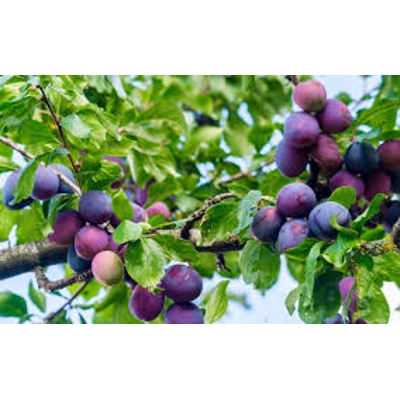 President Plum Tree