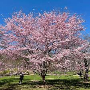 Prunus Accolade Prunus Accolade