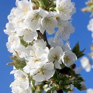 Prunus avium 'Bigarreau Burlat Prunus avium 'Bigarreau Burlat