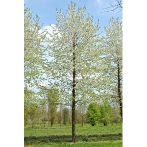 Prunus Avium Plena Prunus Avium Plena