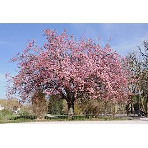 Prunus Jacqueline Prunus Jacqueline
