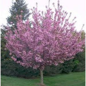 Prunus serr. 'Royal Burgundy' Prunus serr. 'Royal Burgundy'