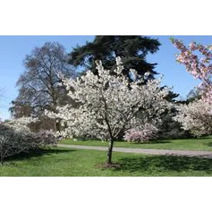 Prunus Serr Taihaku