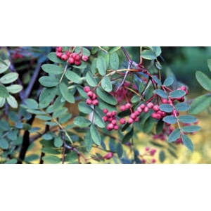 Sorbus Ember Glow Sorbus Ember Glow