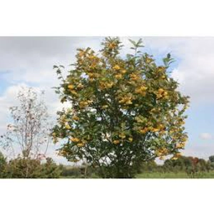 Sorbus Joseph Rock Sorbus Joseph Rock