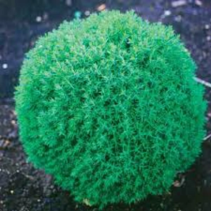 Thuja Occidentalis Teddy Thuja Occidentalis Teddy