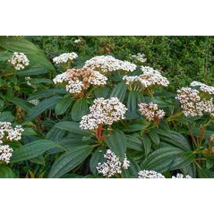 Viburnum Davidii Viburnum Davidii