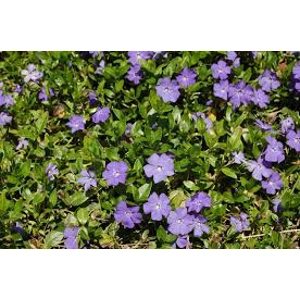 Vinca Major Variegata Vinca Major Variegata