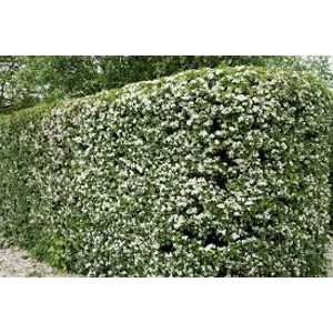 Whitethorn Hedges (Crataegus Monogyna) Whitethorn Hedges (Crataegus Monogyna)