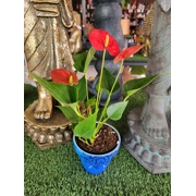 Hand Painted Mandala Terra Cotta Planter Personalized Gift