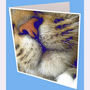 Cat Nose Greeting cat