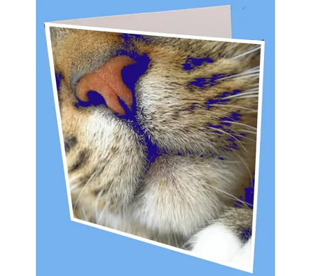 Cat Nose Greeting cat
