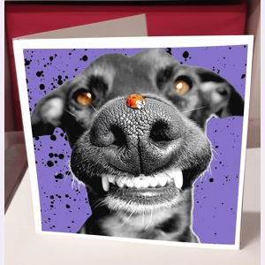 Ladybug Ladybug