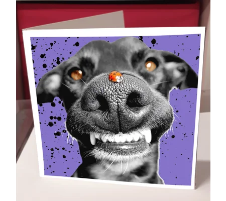 Ladybug
